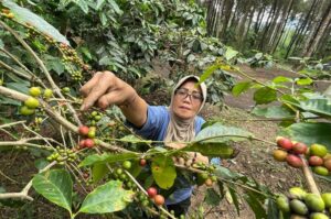 Dosen IPB Dian Herawati mencicipi kopi arabika hasil roasting dan olahan usai dipanen petani, di Desa Ketapanrame, Kecamatan Trawas. Sumber : radarmojokerto.jawapos.com