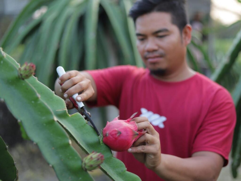 Pondok Naga: Ikon Wisata yang Menggerakkan Ekonomi Petani Buah Naga