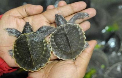 kura-kura Moncong Babi. Sumber: Dok. Merdeka