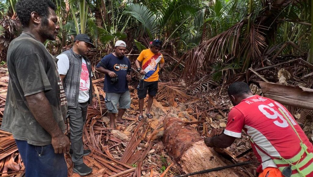 Kisah Pelestarian Sagu dari Kampung Yoboi: Menjaga Warisan, Membangun Masa Depan