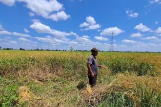 Zakaria, petani padi di Desa Sungai Bamban mengeluh akibat pupuk subsidi langka. Sumber : banjarmasin.tribunnews.com/ Muhtar Wahid.