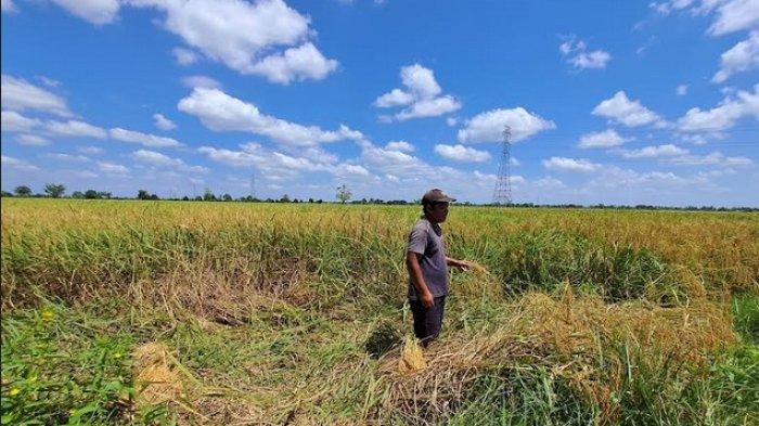 Zakaria, petani padi di Desa Sungai Bamban mengeluh akibat pupuk subsidi langka. Sumber : banjarmasin.tribunnews.com/ Muhtar Wahid.