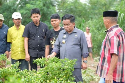 PJ Bupati Jeneponto, Junaedi saat meninjau tanaman cabai yang terkena Virus Trips di Desa Lentu. Sumber: beritakotamakassar.fajar.co.id