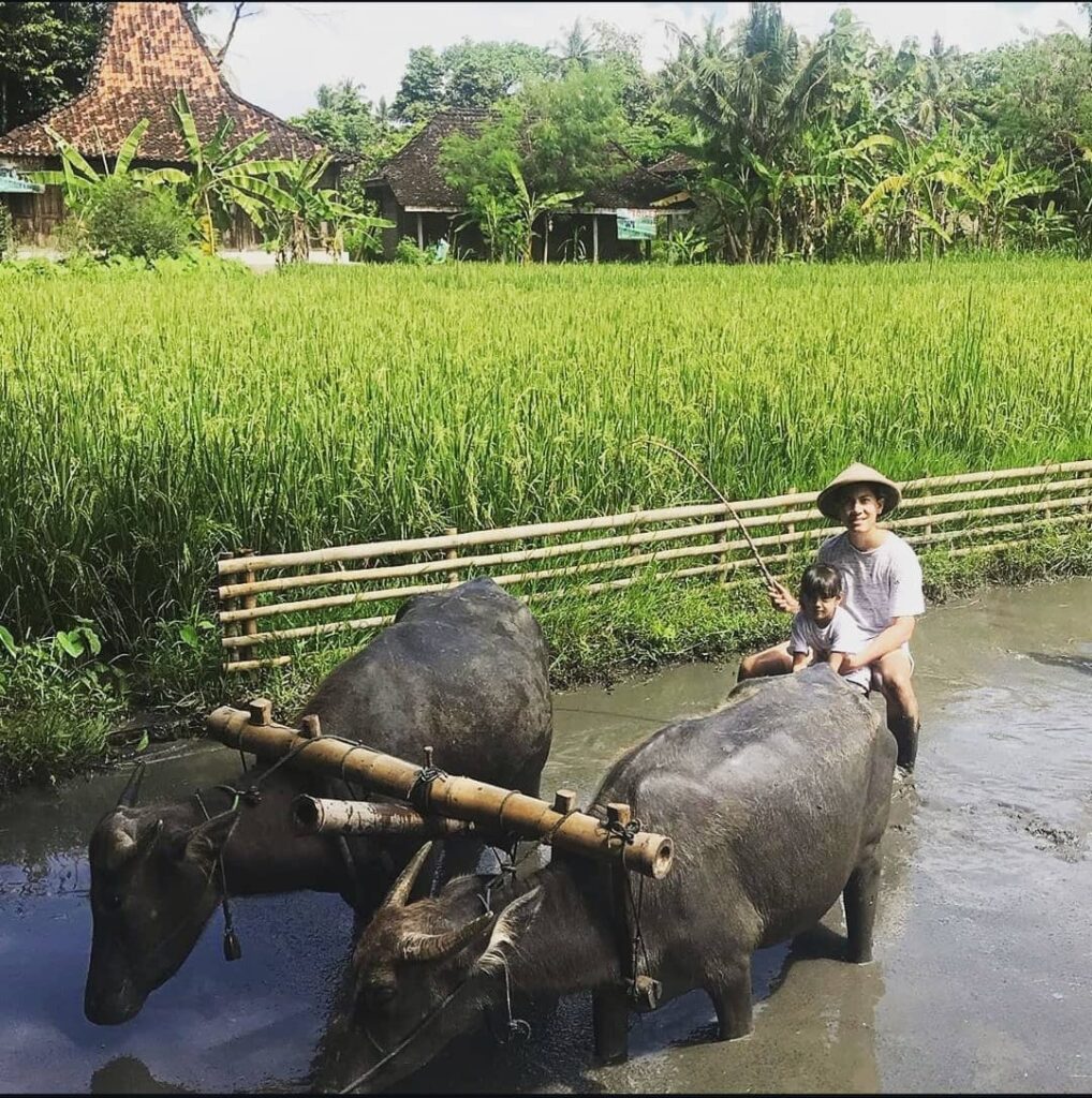 Desa Wisata Tembi Lestarikan Budaya Jawa Melalui Rumah Budaya