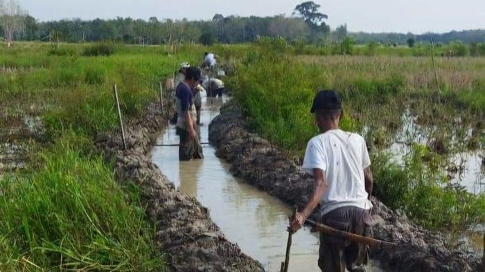 Petani di Desa Pematang, Kecamatan Awayan, Kabupaten Balangan buka saluran air secara manual untuk optimalkan lahan pertanian.