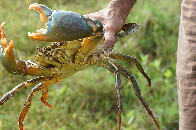 Kepiting Bakau. Sumber: Dok. Hijauku