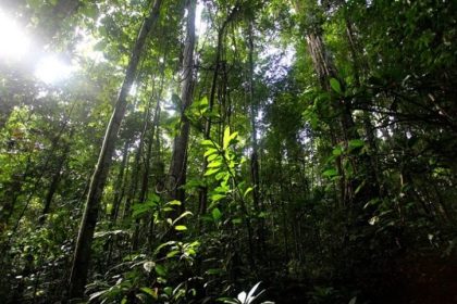 Hutan kampung Saubeba, Distrik Abun, Kabupaten Tambrauw, Provinsi Papua Barat. Sumber: Dok. Mongobay