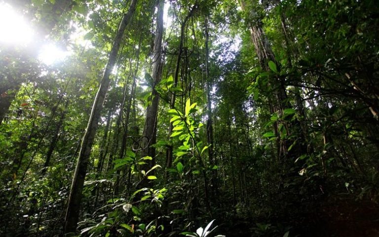 Hutan kampung Saubeba, Distrik Abun, Kabupaten Tambrauw, Provinsi Papua Barat. Sumber: Dok. Mongobay