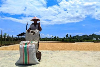 Keterangan; Petani Padi Desa Dulohupa, Aldo Usman sedang mengeringkan padi hasil panen. Sumber : gorontalo.tribunnews.com