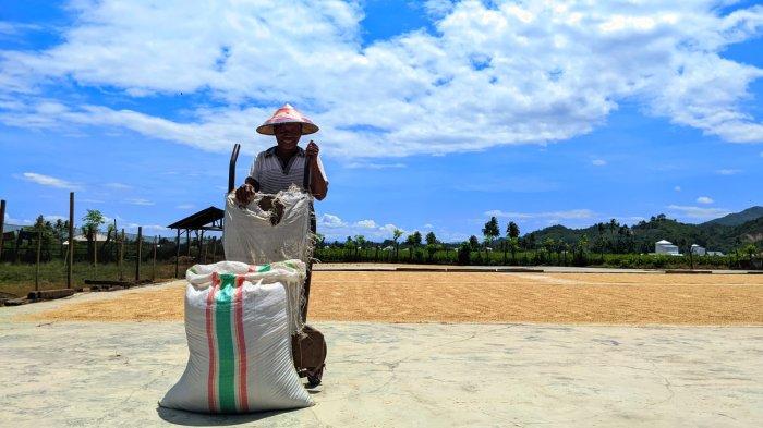 Keterangan; Petani Padi Desa Dulohupa, Aldo Usman sedang mengeringkan padi hasil panen. Sumber : gorontalo.tribunnews.com