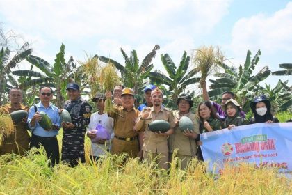 Kepala Desa Pulau Telo Baru M. Bob Mahaputra melakukan panen padi di desa setempat.