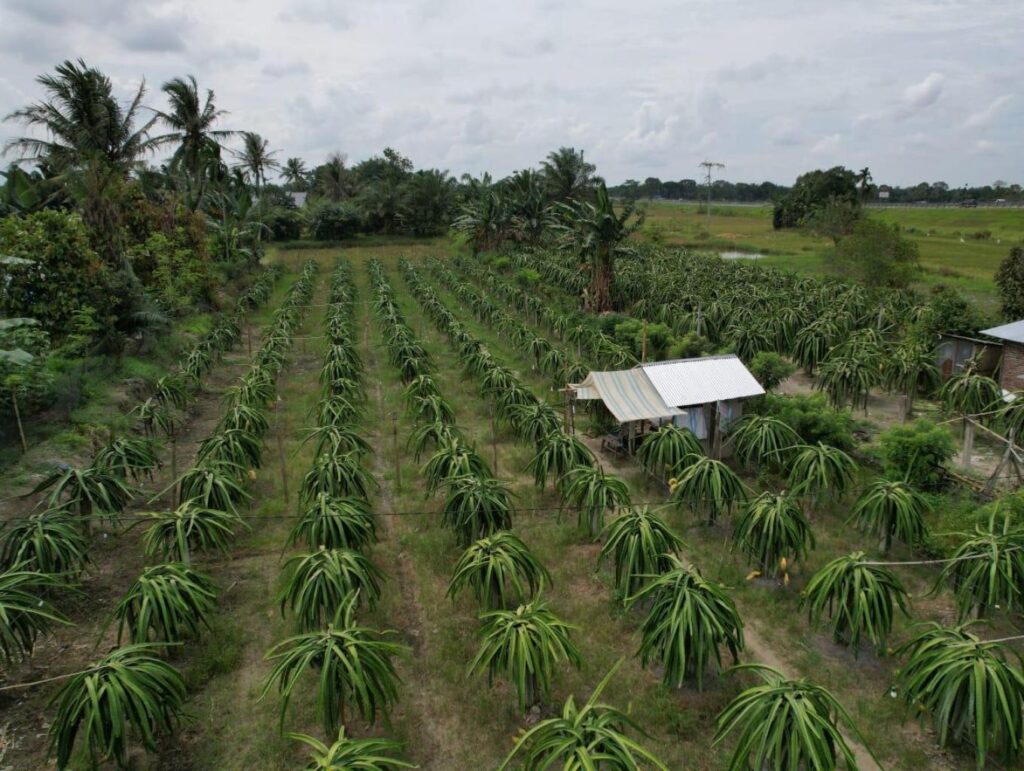 Pondok Naga: Ikon Wisata yang Menggerakkan Ekonomi Petani Buah Naga