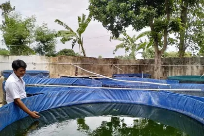 Kepala Dusun Darungan Riski Andrianto melihat lele yang dibesarkan dalam kolam di RT 2/RW 1, Dusun Darungan. Sumber : radarbromo.jawapos.com