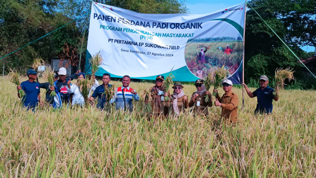 Panen perdana padi organik PPM Pertamina EP Sukowati Field bersama Dinas Ketahanan Pangan dan Pertanian serta terkait lainnya. Sumber : ist/Zuhriansyah