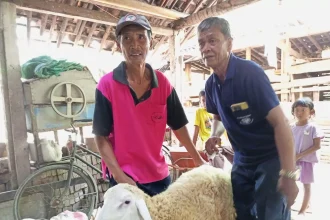 Warga Desa Jatimulyo, Kecamatan Petanahan memiliki kebiasaan baru, yakni berternak domba. Budidaya domba ini kini menjadi bagian ketahanan ekonomi masyarakat. Sumber : M Hafied/Radar Jogja