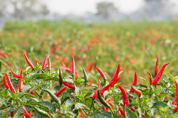 Tanaman Cabai. Sumber: Istock