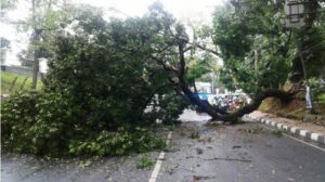 Pohon tumbang, hingga menutup jalan.