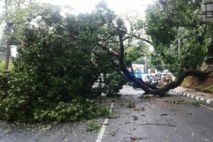 Pohon tumbang, hingga menutup jalan.