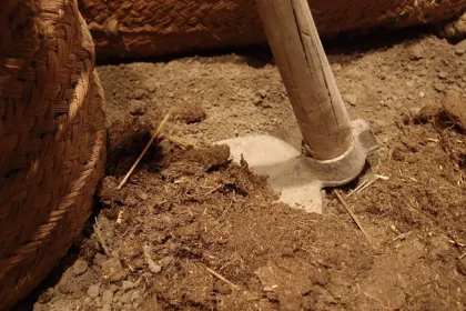 Ilistrasi pertanian. Sumber : ternate.pikiran-rakyat.comPetani, Pulau Morotai, Kolomdesa,