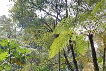 Desa Wisata Taro raih juara 1 Lomba Desa Wisata Nusantara 2024. Sumber foto : BaliTribune