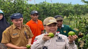 Bupati Sambas Satono panen perdana jeruk moraga di Desa Merpati, Kecamatan Tangaran. Panen itu turut dihadiri Anggota DPRD Sambas, unsur Forkopimcam dan kepala desa, Selasa 3 September 2024.