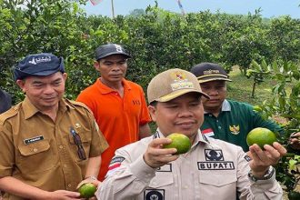 Bupati Sambas Satono panen perdana jeruk moraga di Desa Merpati, Kecamatan Tangaran. Panen itu turut dihadiri Anggota DPRD Sambas, unsur Forkopimcam dan kepala desa, Selasa 3 September 2024.