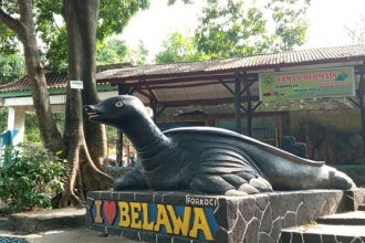 Konservasi kura-kura di Desa Belawa, Cirebon. Sumber : Ony Syahroni/detikJabar