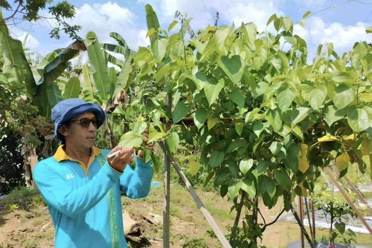 Peresmian tempat pengembangan Tanaman Sacha Inchi di Desa Tabongo Timur. Sumber: kompas.com