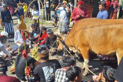 Tradisi Mejaga-jaga di Desa Adat Besang Kawan Tohjiwa Karangasem, Korban Suci Sebagai Penetral - Desa Adat Besang Kawan Tohjiwa Bali Gelar Tradisi Mejaga-jaga, Korban Suci Penetral Sekala Niskala. Sumber: Tribunbali