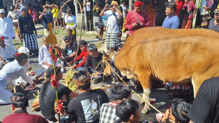 Tradisi Mejaga-jaga di Desa Adat Besang Kawan Tohjiwa Karangasem, Korban Suci Sebagai Penetral - Desa Adat Besang Kawan Tohjiwa Bali Gelar Tradisi Mejaga-jaga, Korban Suci Penetral Sekala Niskala. Sumber: Tribunbali