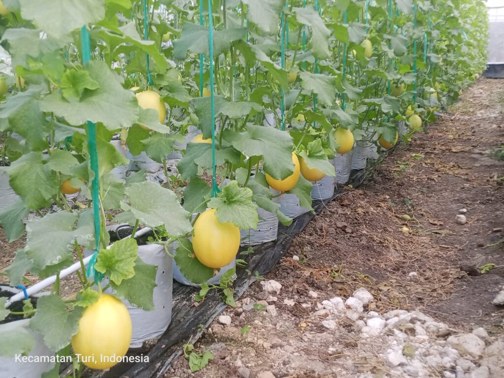 Melon golden kinanti budidaya BUMDesa Turi, Kecamatan Turi, Kabupaten Lamongan. Sumber: Dokumentasi Khunaini Salim.