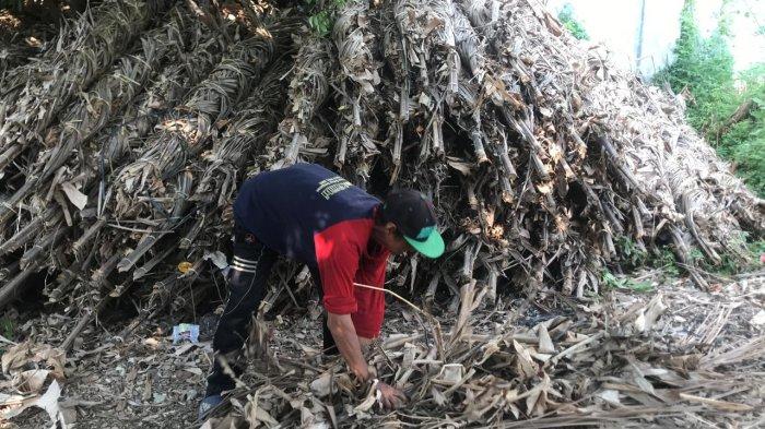 Tradisi Perang Obor, Lahir dari Perseteruan Hingga Wujud Syukur Warga Desa Tegalsambi