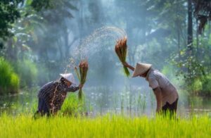 Petani Memanen Hasil Buminya. Sumber: Freepik.com