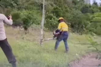 Pembabatan tanaman pohon cengkeh milik warga yang dilakukan oleh PT MDA. Sumber: Detik.com