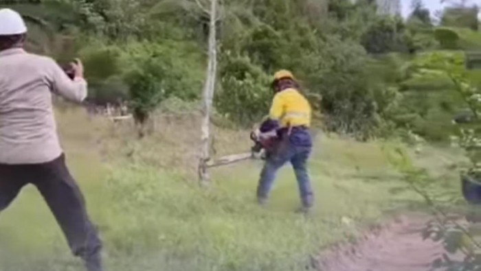 Pembabatan tanaman pohon cengkeh milik warga yang dilakukan oleh PT MDA. Sumber: Detik.com