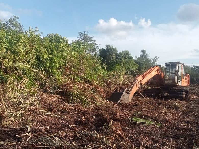 Proses pembukaan lahan baru untuk penanaman kopi liberika di Desa Podorukun. Sumber: Dokumentasi Mukhlas.