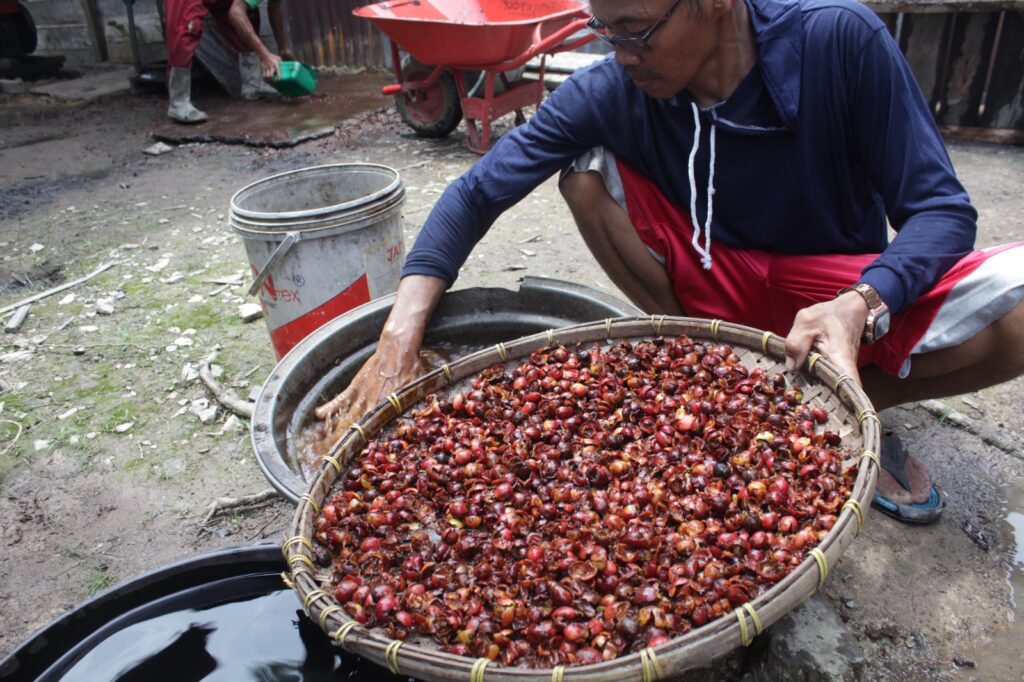 Kopi Liberika Desa Podorukun, Jantung Konservasi Alam Kayong Utara