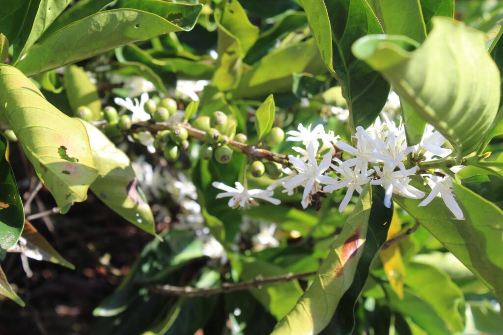 Kopi varietas liberika Kayong Utara di Desa Podorukun, Kecamatan Seponti, Kabupaten Kayong Utara. Sumber; Dokumentasi Feri Promono