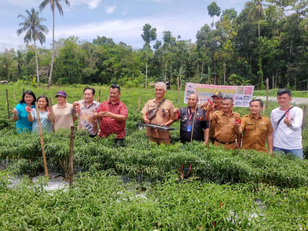 Perdana Panen Cabai di Desa Tumori. Sumber: rri.co.id