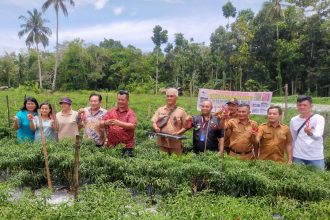Perdana Panen Cabai di Desa Tumori. Sumber: rri.co.id