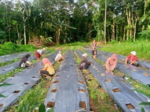 Kelompok Tani di Desa Lolowonu Niko’otano. Sumber: rri.co.id