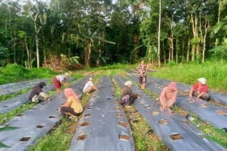 Kelompok Tani di Desa Lolowonu Niko’otano. Sumber: rri.co.id