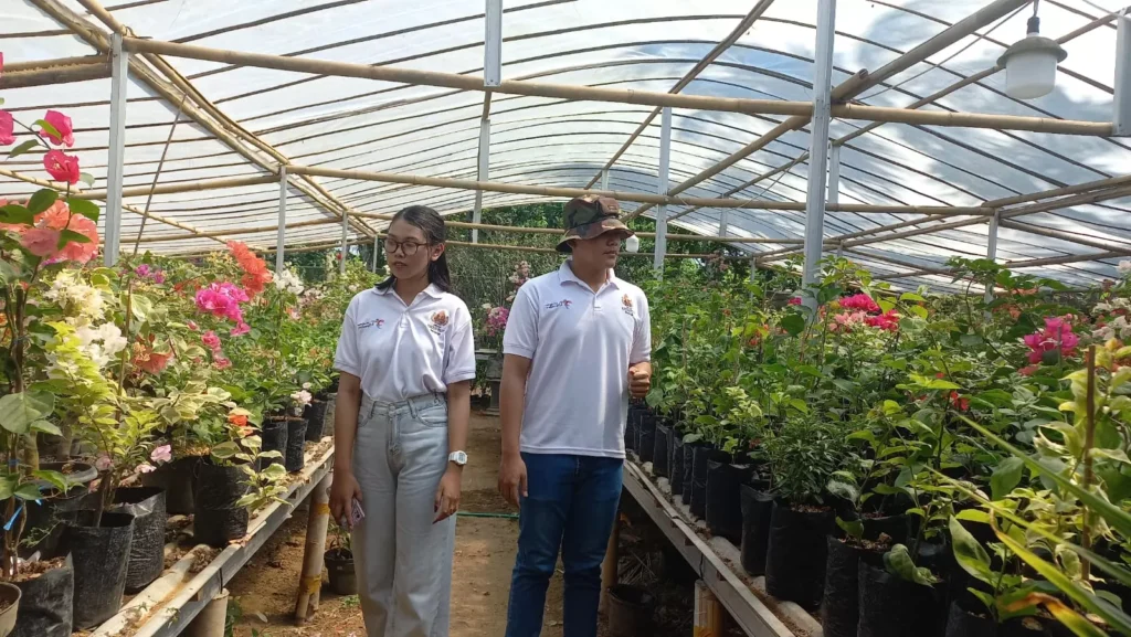 Seorang pengunjung Green House di Kampung Bunga Bogenvil Purworejo sedang melihat bunga Bugenvil. Sumber : radarjogja.jawapos.com