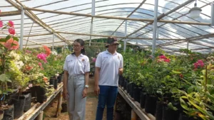 Seorang pengunjung Green House di Kampung Bunga Bogenvil Purworejo sedang melihat bunga Bugenvil. Sumber : radarjogja.jawapos.com