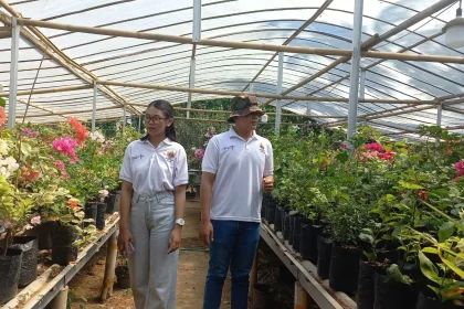 Seorang pengunjung Green House di Kampung Bunga Bogenvil Purworejo sedang melihat bunga Bugenvil. Sumber : radarjogja.jawapos.com
