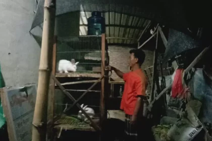 Warga Desa Sambiroto Kecamatan Sooko mengembangbiakkan kelinci untuk program ketahanan pangan desa. Sumber : farisma/jprm