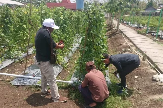 Pesona agrowisata Desa Wisata Bendung, Kapanewon Semin, Gunungkidul. Sumber : radarjogja.jawapos.com