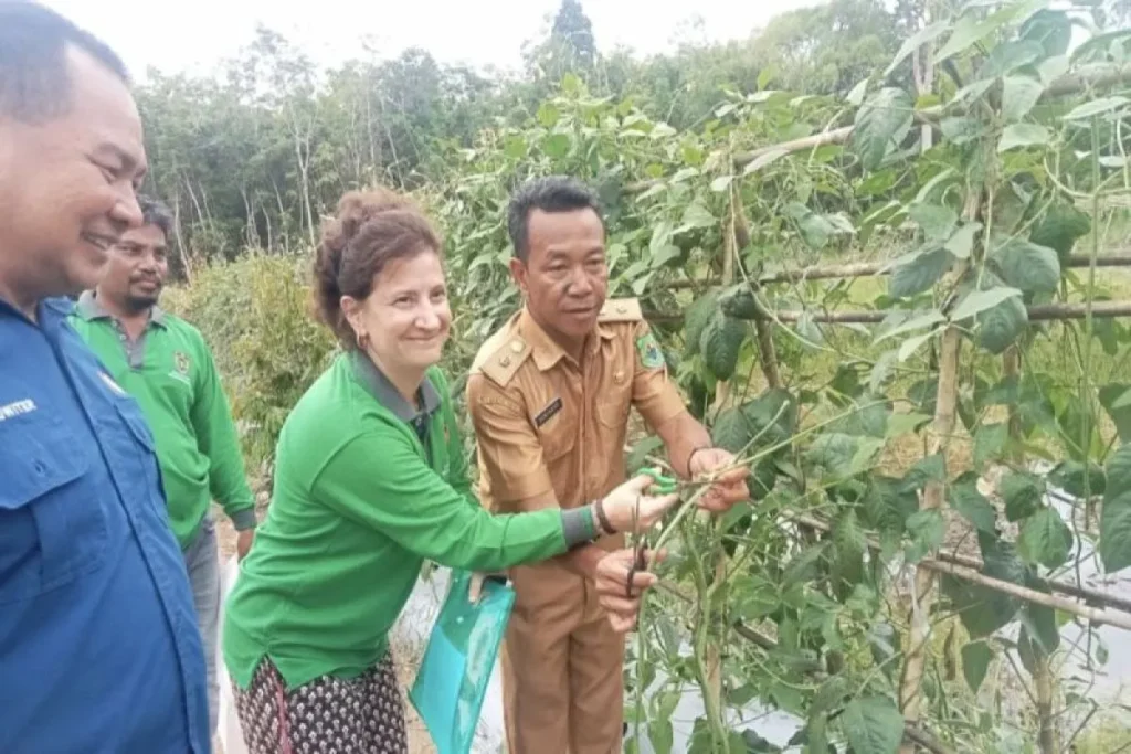 Kepala Desa Tumbang Mangkutup, Suriato, bersama UPT KPHL Kapuas Kahayan, melakukan panen kacang panjang di kawasan hutan desa.