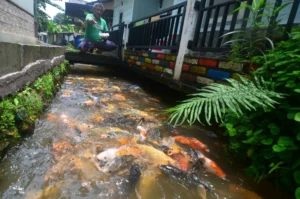 Pemeliharaan Ikan di Desa Bendungan, Ciawi Bogor. Sumber: Dokumentasi Desa Bendungan.