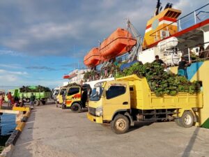 Potret pengiriman komoditas pisang KPB Gabiasi menuju pasar Timika. Sumber: dokumentasi TEKAD.